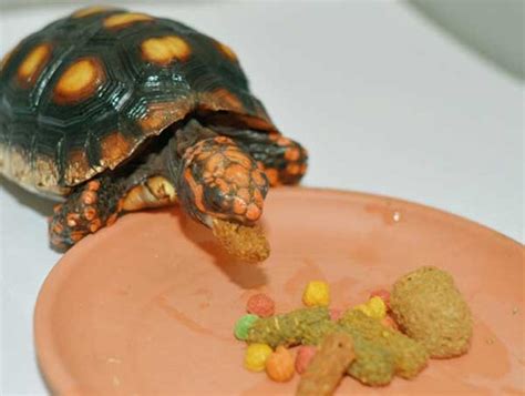烏龜的食物 烏龜游泳意外迅速